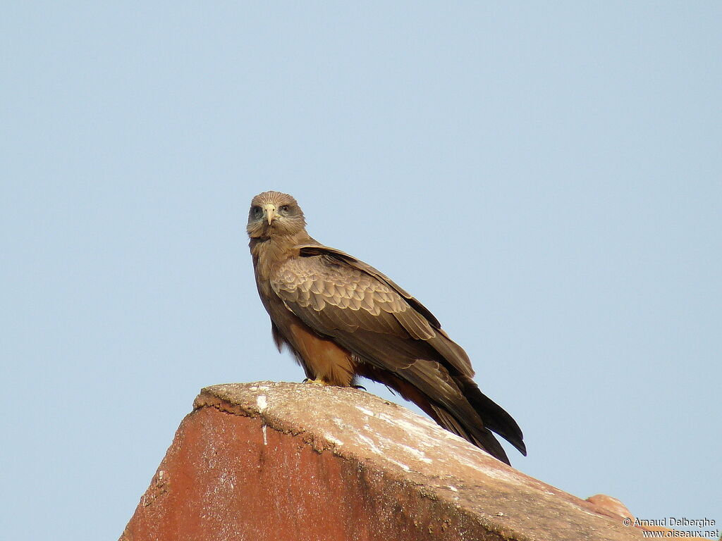 Yellow-billed Kite