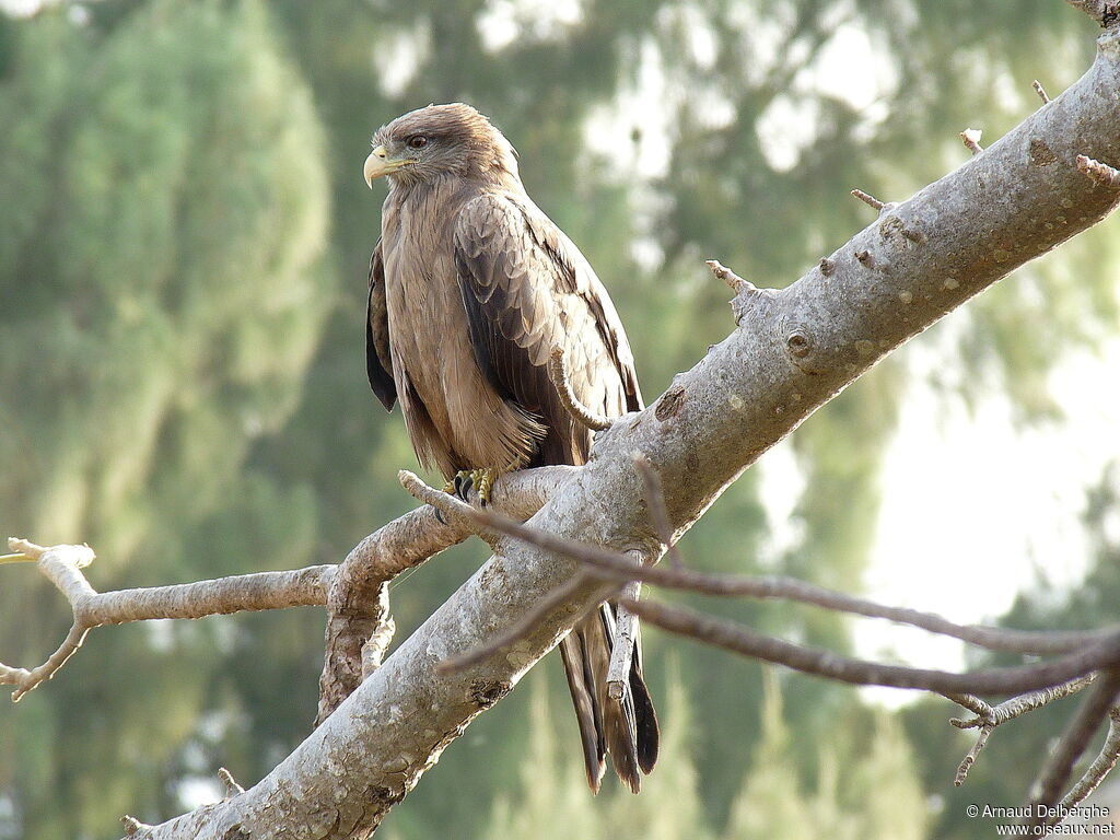 Yellow-billed Kite