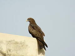 Yellow-billed Kite