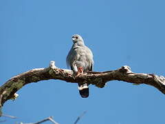 Plumbeous Kite