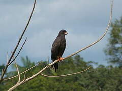 Snail Kite