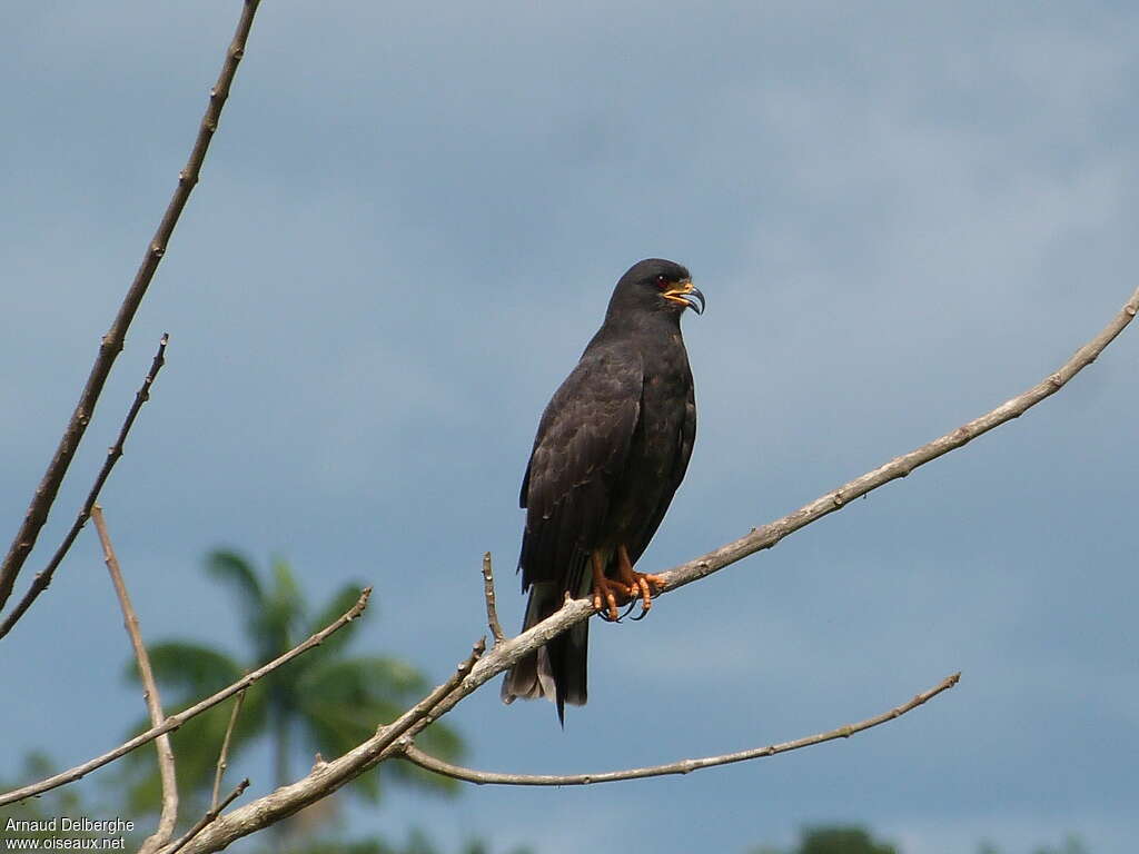 Snail Kite male adult, identification