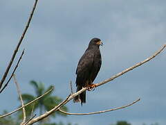 Snail Kite