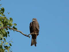 Black Kite