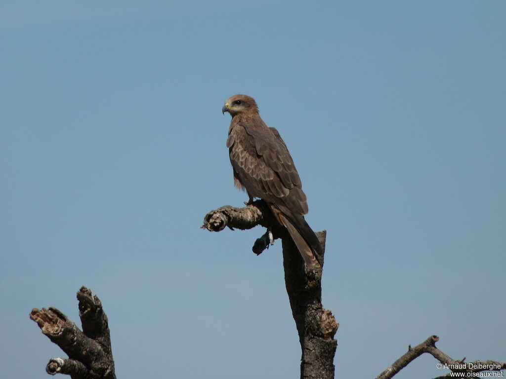 Black Kite