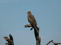 Black Kite