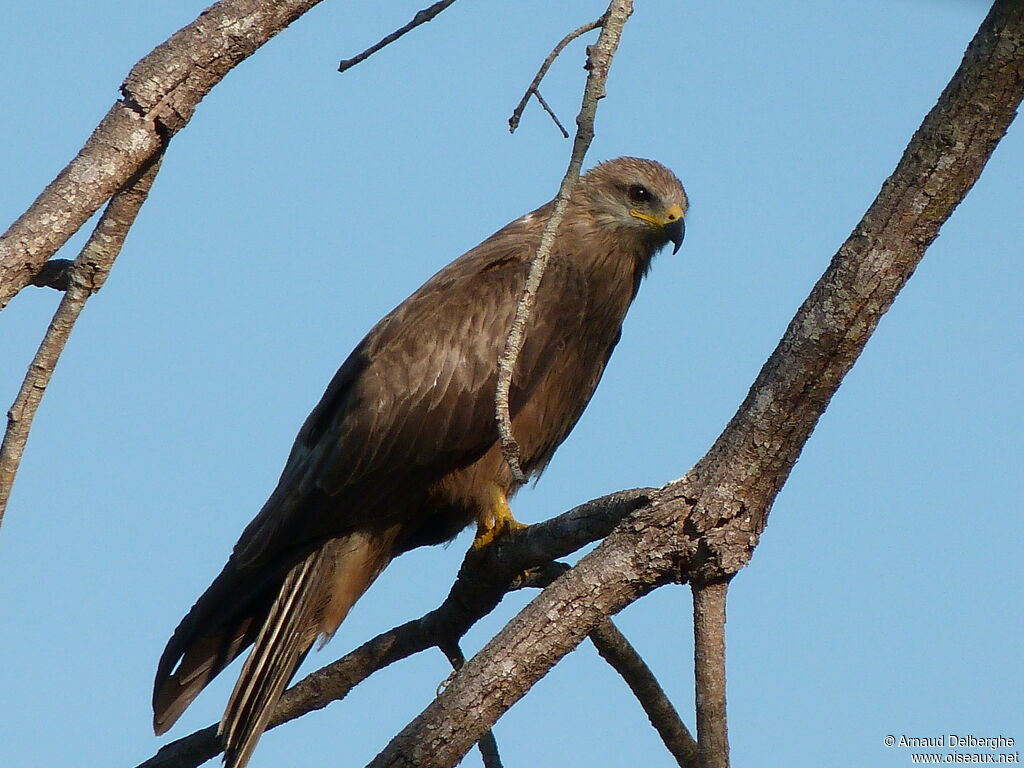 Black Kite