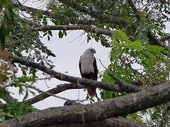 Brahminy Kite