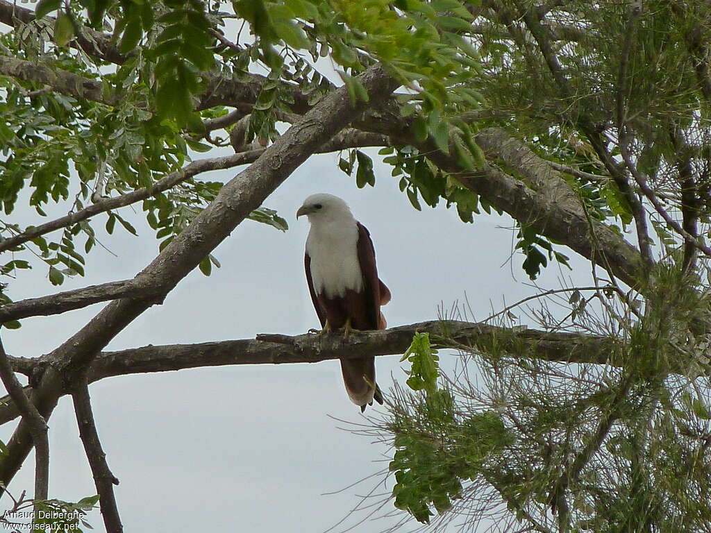 Brahminy Kiteadult, habitat, Behaviour