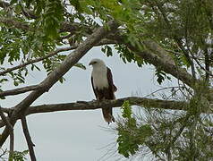 Brahminy Kite