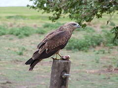 Brahminy Kite