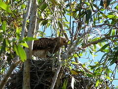 Whistling Kite