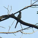 Minivet cendré