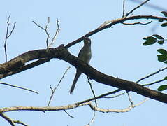 Ashy Minivet