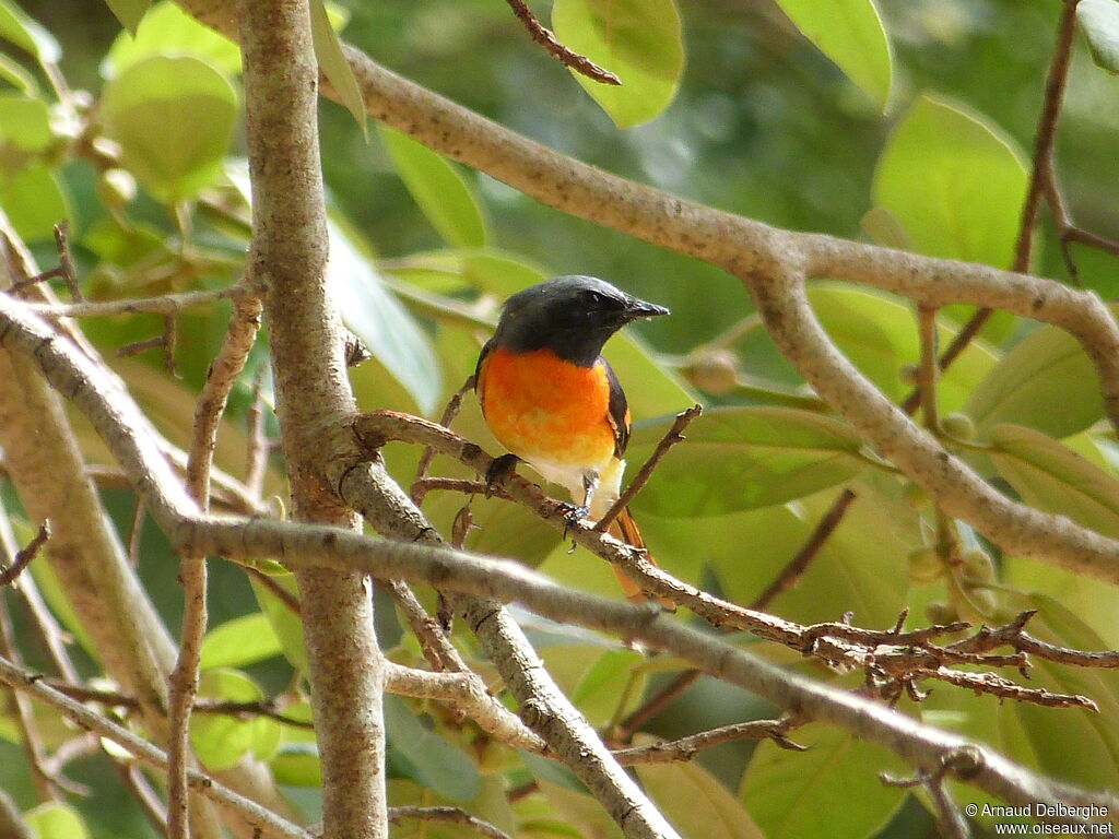 Minivet oranor