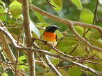 Minivet oranor