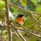Minivet oranor