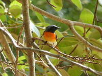 Minivet oranor