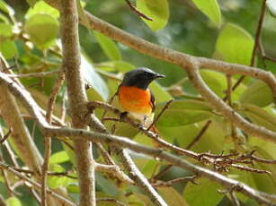 Minivet oranor