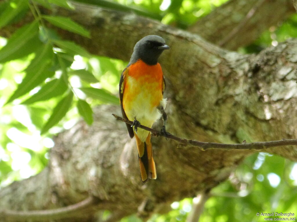 Minivet oranor