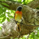 Minivet oranor