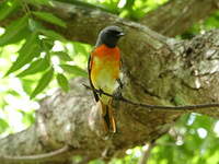 Minivet oranor