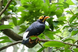 Yellow-faced Myna