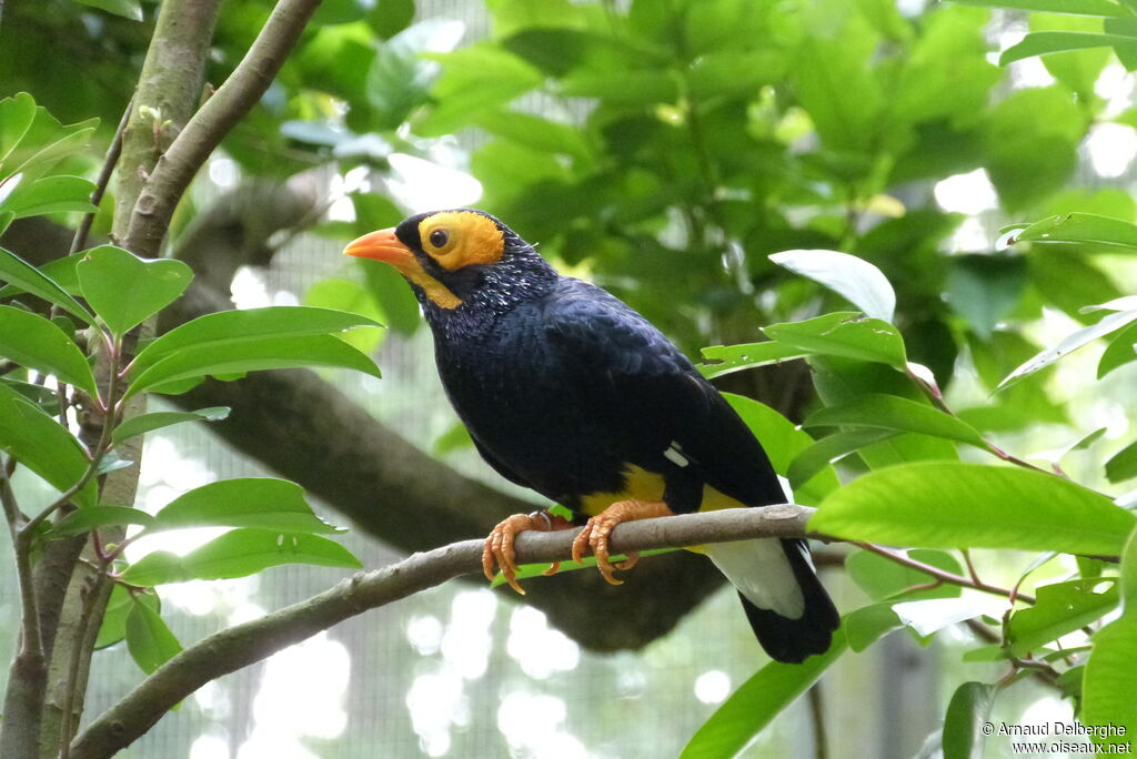 Yellow-faced Myna