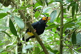 Yellow-faced Myna