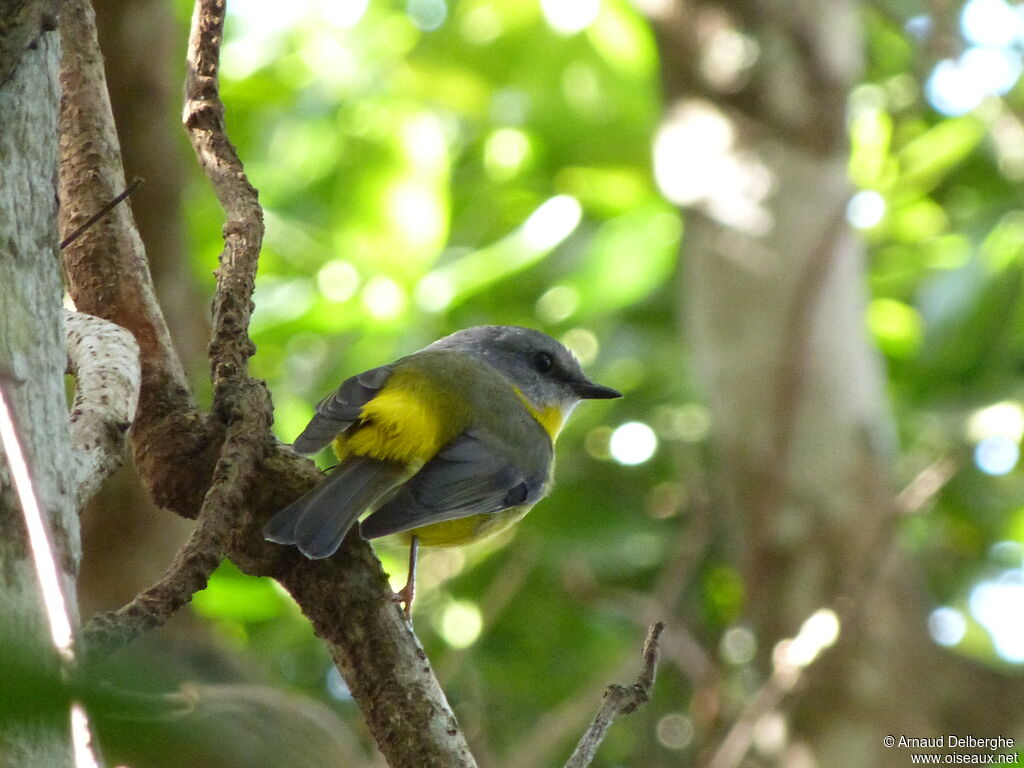 Eastern Yellow Robin