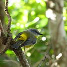 Miro à poitrine jaune