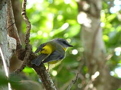 Eastern Yellow Robin