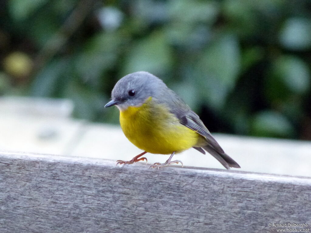 Eastern Yellow Robin