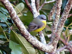 Eastern Yellow Robin