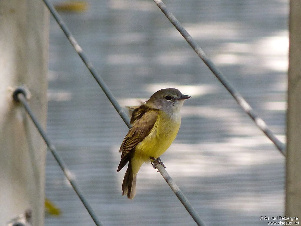 Lemon-bellied Flyrobin