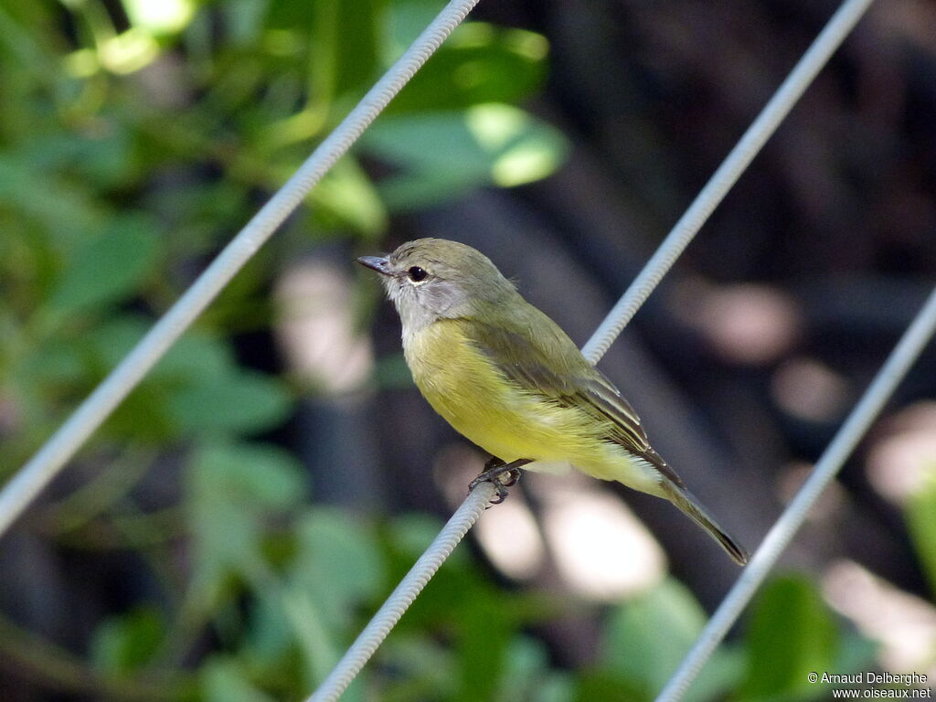 Lemon-bellied Flyrobin