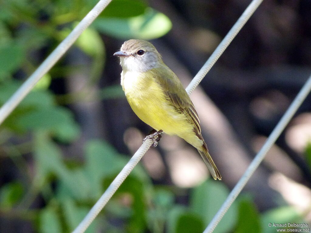 Lemon-bellied Flyrobin