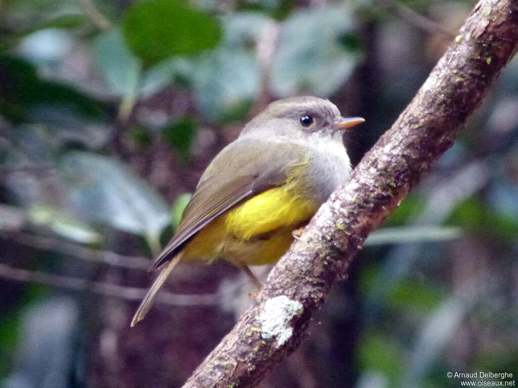 Yellow-bellied Flyrobin