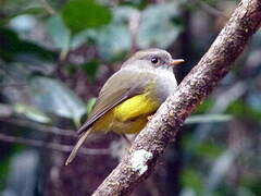 Yellow-bellied Flyrobin