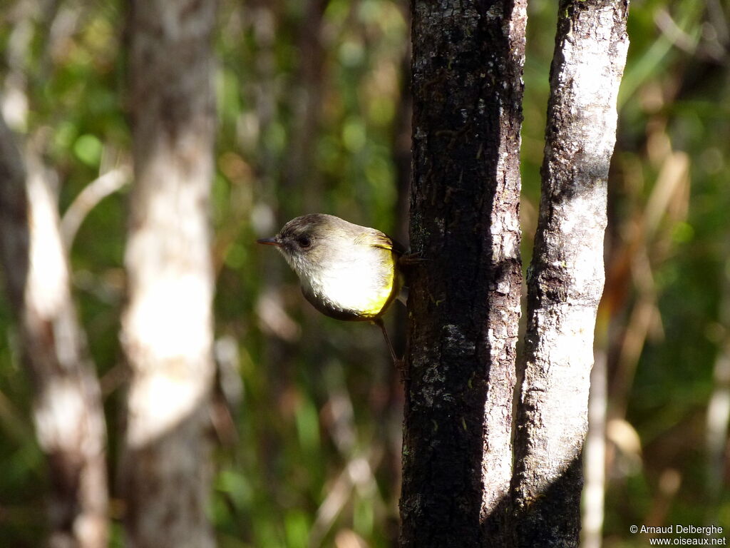 Yellow-bellied Flyrobin