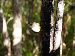 Yellow-bellied Flyrobin