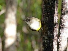 Yellow-bellied Flyrobin