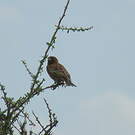 Moineau d'Emin