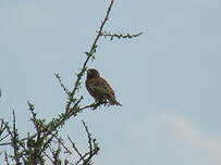 Moineau d'Emin