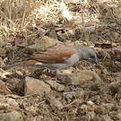 Moineau de Swainson