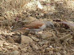 Swainson's Sparrow