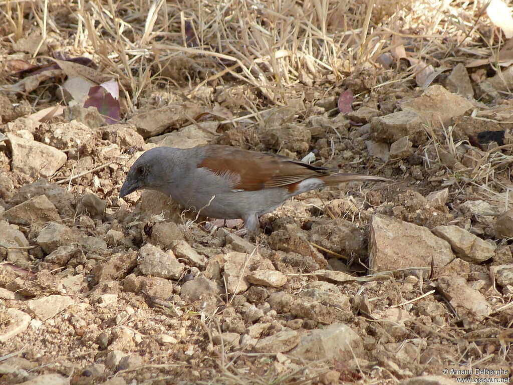 Moineau de Swainson