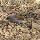 Moineau de Swainson