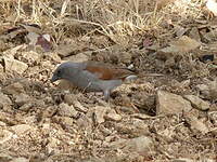 Moineau de Swainson