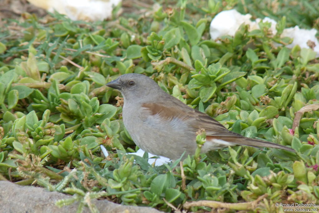 Moineau de Swainson